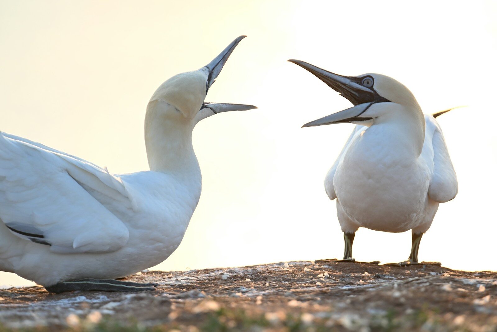 Two northern gannets with open beaks facing each other on a rocky cliff